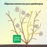 Сечење рози во есен по цветни - корисни совети и детални упатства за почетници